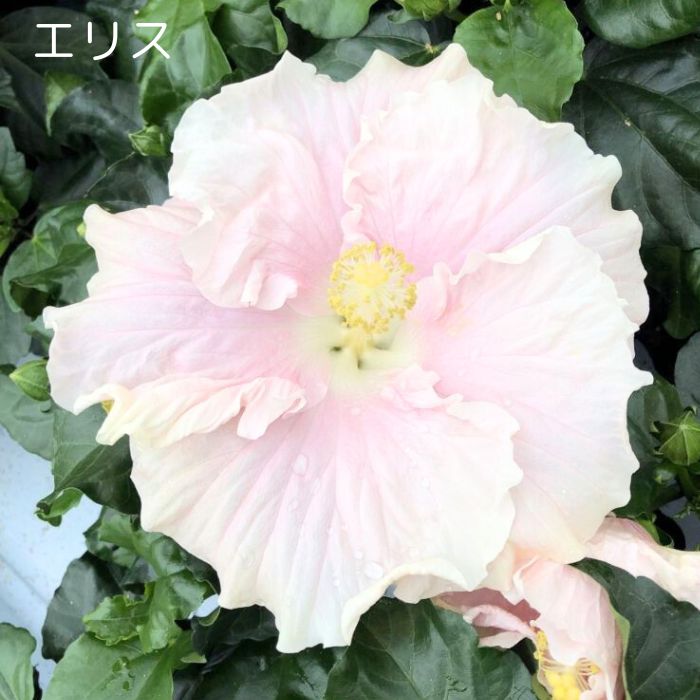 よく咲く長く咲くハイビスカス 鉢植え 5号鉢　エリス　1鉢　同梱4鉢まで対応中！ ヒビスカス【take】【メッセージカ…