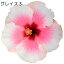 よく咲く長く咲くハイビスカス 鉢植え 5号鉢 グレイス 1鉢 同梱4鉢まで対応中! ヒビスカス【take】【メッセージカード不可・ラッピング不可】