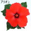 よく咲く長く咲くハイビスカス 鉢植え 5号鉢 アリオン 1鉢 同梱4鉢まで対応中! ヒビスカス【take】【メッセージカード不可・ラッピング不可】