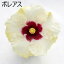 よく咲く長く咲くハイビスカス 鉢植え 5号鉢 ボレアス 1鉢 同梱4鉢まで対応中! ヒビスカス【take】【メッセージカード不可・ラッピング不可】