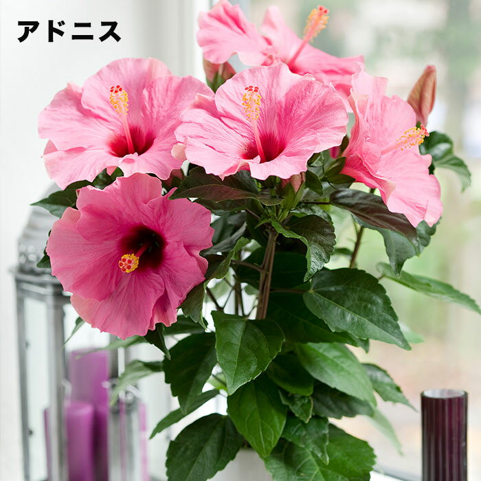 よく咲く長く咲くハイビスカス 鉢植え 5号鉢　アドニス　1鉢　同梱4鉢まで対応中！ ヒビスカス【take】【メッセージカード不可・ラッピング不可】のサムネイル