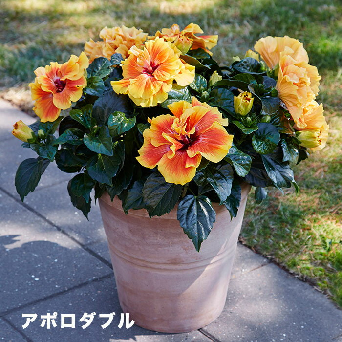 ゲキハナ 花の鉢植え 【全17種】よく咲く長く咲くハイビスカス 鉢植え 5号鉢　アポロダブル　ほか16色　1鉢　同梱4鉢まで対応中！ ヒビスカス【take】【メッセージカード不可・ラッピング不可】