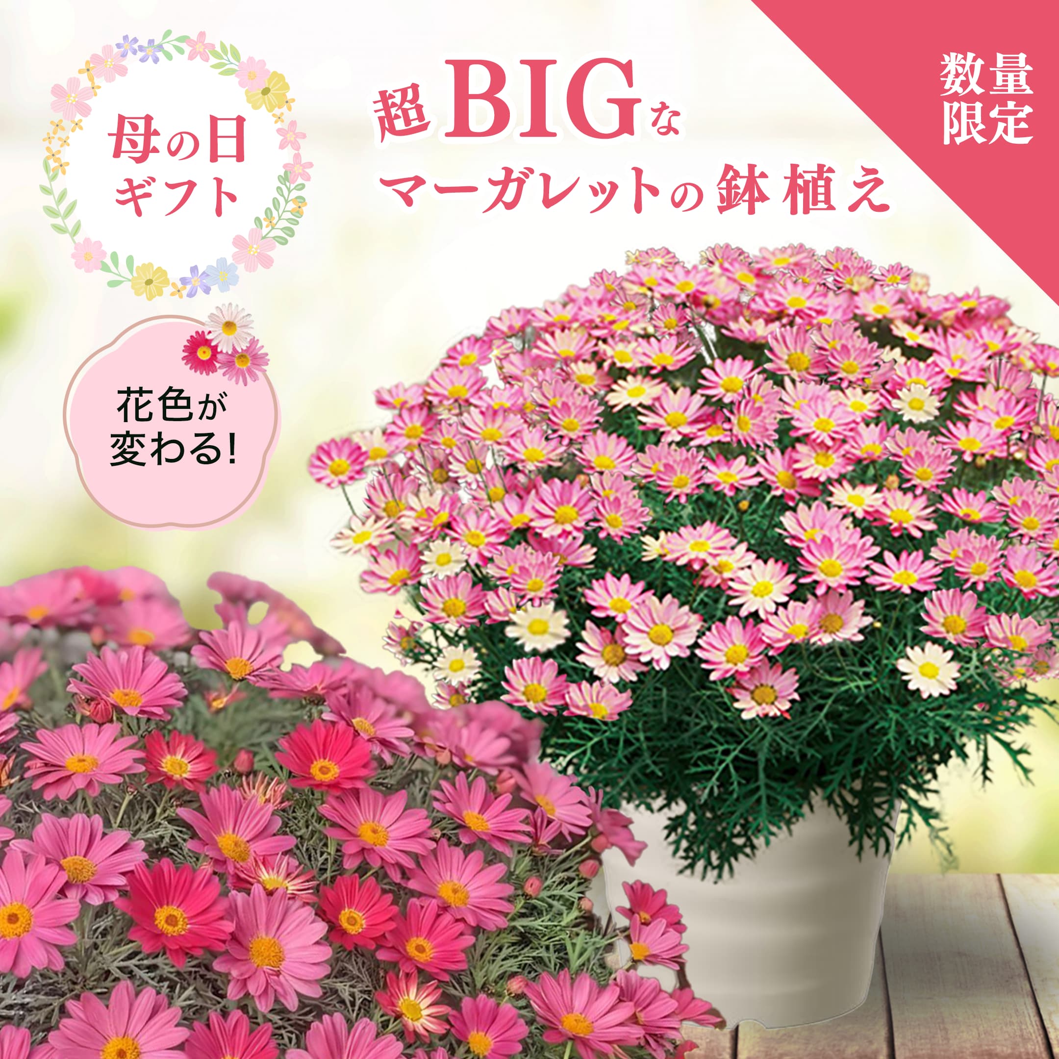 数量限定！超BIGな鉢植え！満開の時は本当にすごい！遅れてごめんね母...