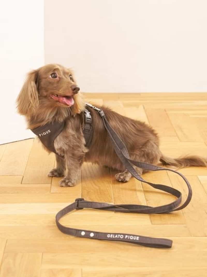 【CAT&DOG】【販路限定商品】リード GELATO PIQUE CAT&DOG ジェラートピケ ペット用品 ペット用首輪・..
