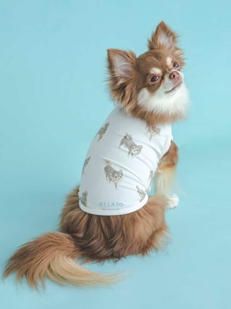 チワワ柄COOLプルオーバー GELATO PIQUE CAT&DOG ジェラートピケ ペット用品 ペットウェア・ペット服 ホワイト