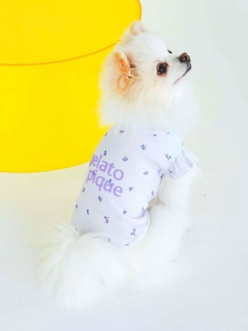 【CAT&DOG】【販路限定商品】小花柄COOLプルオーバー GELATO PIQUE CAT&DOG ジェラートピケ ペット用品 ペットウェア・ペット服 イエロー ピンク【送料無料】[Rakuten Fashion] 3