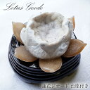 【楽天スーパーSALE 30%OFF】 メノウ 蓮 ジオード ブラジル産 木製台座付き 442g 【 一点物 】 agate 蓮の花ジオード 瑪瑙 めのう ジオ...