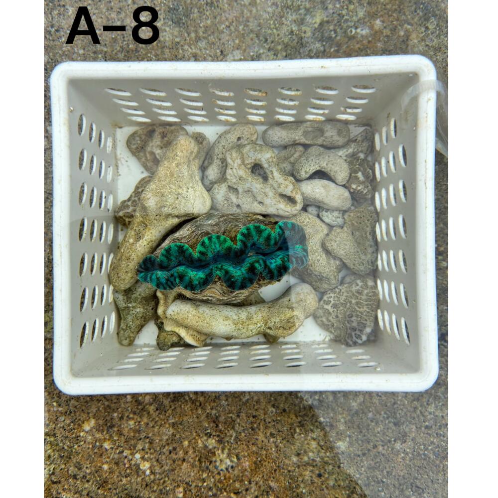 【産地直送品】【宮古島産A-8】宮古島直送 ヒメシャコ貝 濃緑系 約6.5cm