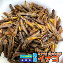 【3pセット】冷凍エサ　冷凍イナゴ 【約300g(100g×3p)】【Mサイズ(約3〜4cm)】 いなご　鑑賞魚・両性類など　※別途クール便送料【クール便】【DBP】