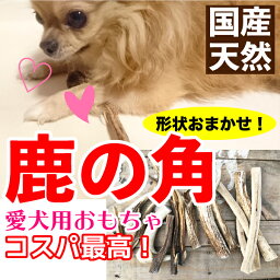 【形状おまかせ】国産 天然 鹿の角 犬(丹波鹿) 1本 サイズ：S (約10cm〜15cm) 鹿のつの 犬 鹿角 シカ【DBP】