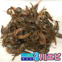 冷凍　川エビ　【1kg (500g×2袋)】天然 川エビ かわえび 熱帯魚　餌 肉食 かめ 大型魚 水棲カメ用 海老 エサ 餌【クール便配送】 ※別途クール便送料【DBP】