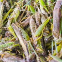 ペット用 冷凍昆虫 イナゴ 【100g】 冷凍バッタ いなご(1匹:約3cm前後) 小動物 爬虫類 両生類 大型魚 <受注後クール便送料追加>【HMR】