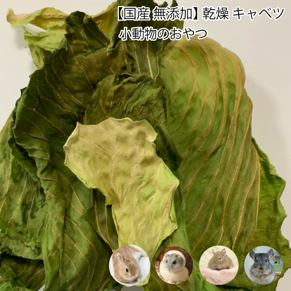 小動物のおやつ　国産　無添加　乾燥キャベツ　40g　キャベツ　乾燥野菜　ドライベジタブル 小動物 うさぎ ハムスター デグー メール便送料無料【DBP】