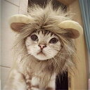 ◆商品名：PETLESO 猫被り物 猫用帽子 猫 ライオン ウィッグ 変身 かぶりもの グッズ S 簡単にライオンに変身できるペット用コスプレ用品です。 インスタUPや記念撮影などにピッタリです。 マジックテープ脱着式。 首の周りサイズ：24〜28cmのペットちゃんに適用。 ハロウィンなどのイベント事に活躍します。 テレビなどで話題の可愛い猫用ライオン風耳付きウィッグです！ パケージ内容：帽子 サイズ：首周り28cm。首周りが28cm以下のペットちゃんにススメ。注意事項 嫌がる子にはストレスになりますので、長時間つけっぱなしにしないでください。 平置きサイズの計測の為、2cm前後の誤差が発生することがございます。 モニターの発色の具合によって実際のものと色が異なる場合がありますのでご注意下さい。