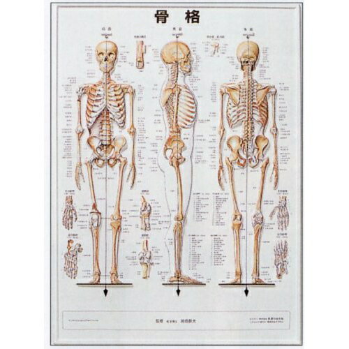 3D人体チャート 骨格 縦74 横54cm アプライ