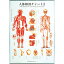 人体解剖チャートI 104×74cm タカチホメディカル