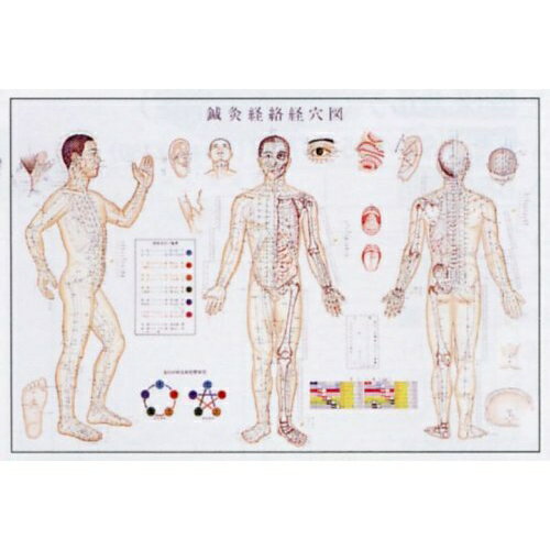 鍼灸経絡経穴図 ポスター 88×62.5cm カナケン