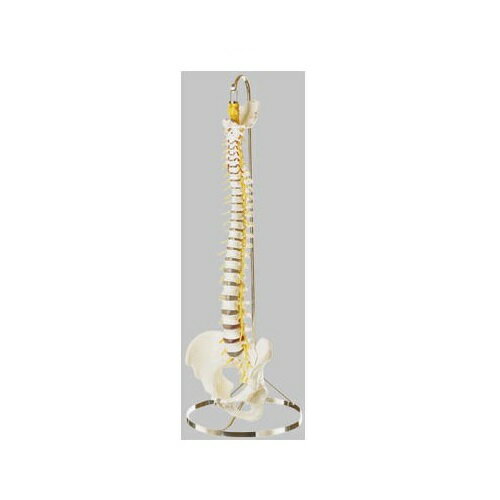 模型Human Model 脊髄骨盤模型 仙骨部一部脱着可 高さ80cm 3.6kg QS21/3SC ソムソ