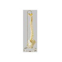 模型Human Model 脊髄骨盤模型 高さ80cm 3.6kg QS21/5 ソムソ