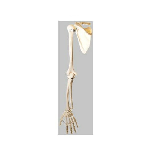 模型Human Model 上肢骨模型 長さ88cm 660g QS14 ソムソ