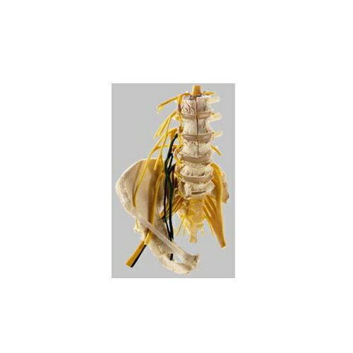 模型Human Model 神経付腰椎模型 高さ37cm×幅22cm×奥行19cm 1.46kg QS66/2 ソムソ