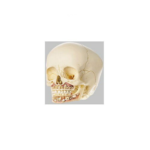 ϷHuman Model 6лƬʬϷ Ĺ16cm11.5cm44cm 380g QS3/2 ॽ