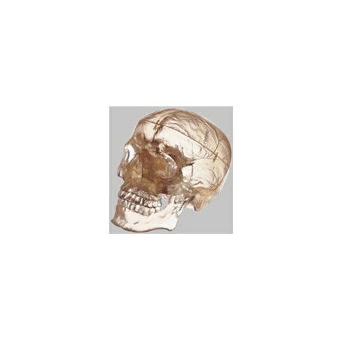模型Human Model 頭蓋骨分解模型 800g QS7/T ソムソ 模型Human Model 頭蓋骨分解模型 800g QS7/T ソムソ