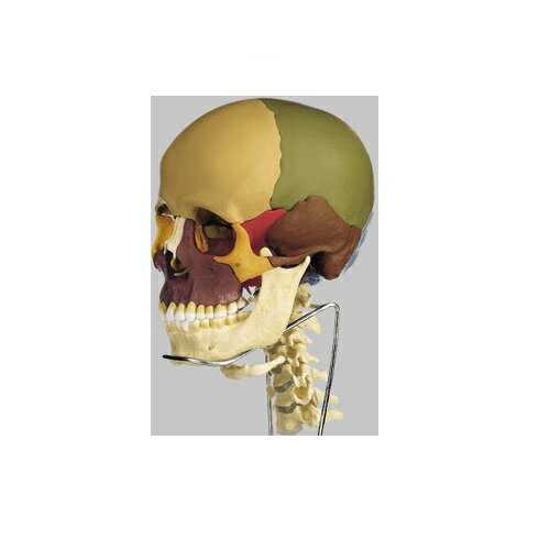 模型Human Model 頭蓋骨分解模型 18分解、色分、頸椎付 QS8/318C ソムソ