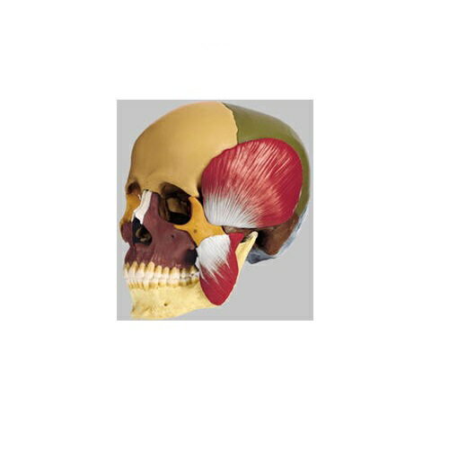 模型Human Model 頭蓋骨分解模型 18分解、色分、咀嚼筋 715g QS8/318M ソムソ