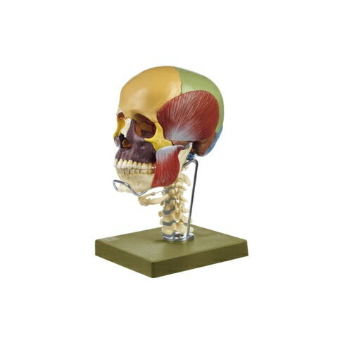 模型Human Model 頭蓋骨分解模型 18分解、色分、頸椎+咀嚼筋 QS8/318C+M ソムソ