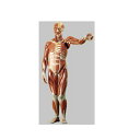 模型Human Model 男性筋肉解剖模型 高さ86cm(本体82cm)×幅49cm×奥行38cm 7.2kg AS1 ソムソ
