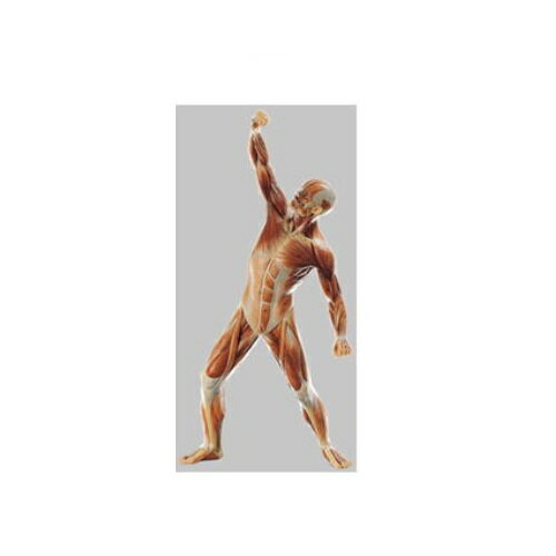 模型Human Model 男性筋肉模型 高さ53cm(本体50cm)×幅33cm×奥行15cm 1.5kg AS3 ソムソ