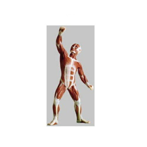 模型Human Model 男性筋肉模型 高さ23cm(本体21cm)×幅13cm×奥行7cm 350g AS3/1 ソムソ
