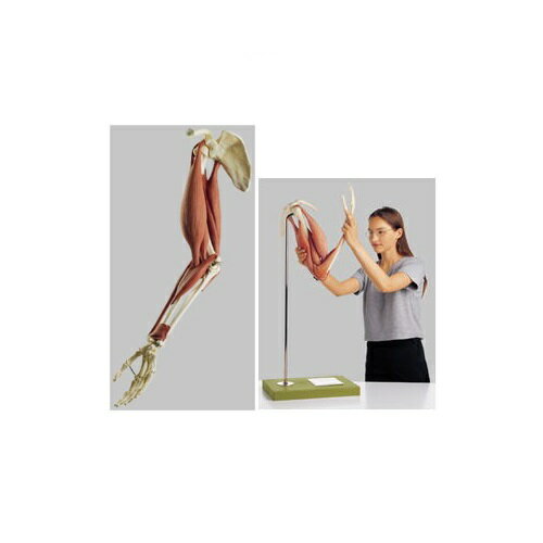 模型Human Model 上腕と前腕の筋肉運動模型 高さ83cm×幅45cm×奥行26cm 2.0kg QS55/2 ソムソ