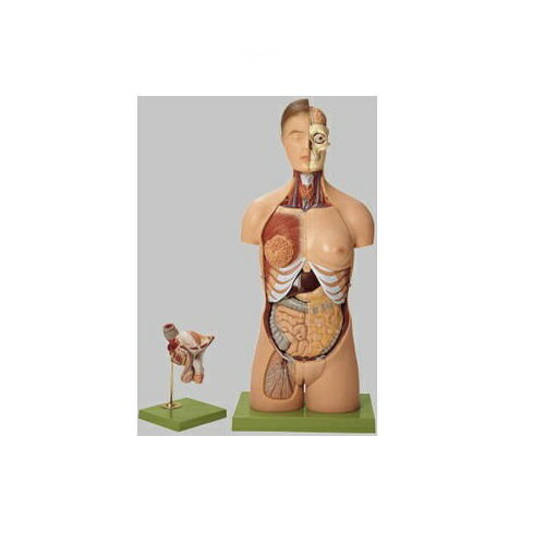 模型Human Model 人体解剖模型 両性 高さ92cm(胴体88...(4)