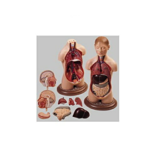 模型Human Model 青年男性の人体解剖模型 高さ37cm(胴体35cm)×幅17.5cm×奥行14cm 2.0kg AS20/5 ソムソ