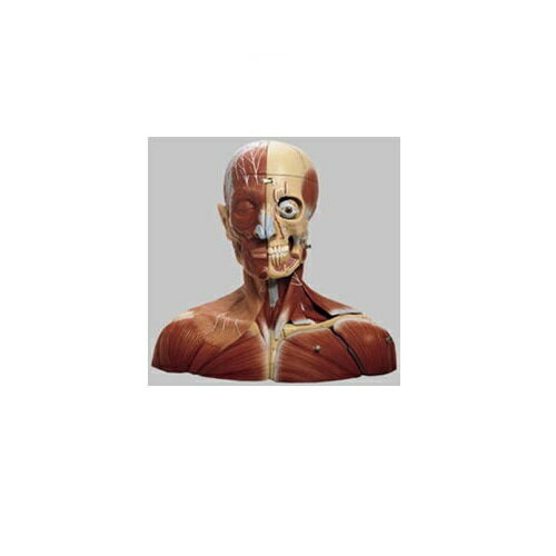 模型Human Model 頭部と頚部の模型 高さ37cm×幅48cm...(4)