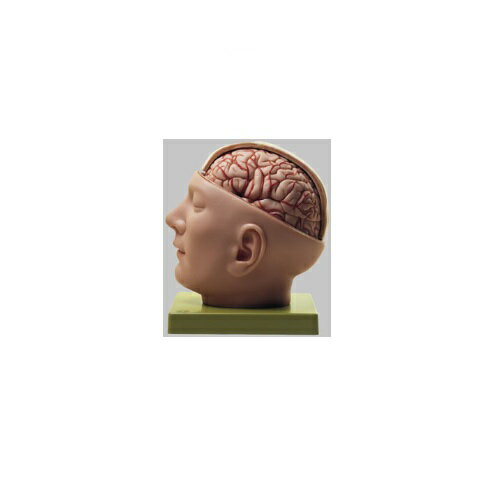 ϷHuman Model ƬϷ ⤵24cm18cm߱20cm 2.0kg BS5/1 ॽ