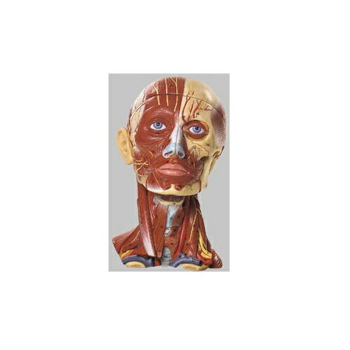 模型Human Model 筋肉と血管付の頭部模型 高さ28cm×幅18cm×奥行19cm 1.9kg BS18 ソムソ 模型Human Model 筋肉と血管付の頭部模型 高さ28cm×幅18cm×奥行19cm 1.9kg BS18 ソムソ