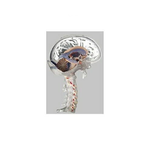 模型Human Model 透明な15分解脳模型 高さ30cm×幅18cm×奥行20cm 1.1kg BS25/T ソムソ