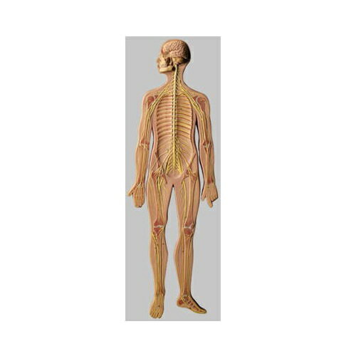 模型Human Model 神経系模型 高さ92cm×幅32cm×厚さ6cm 5.5kg BS27 ソムソ