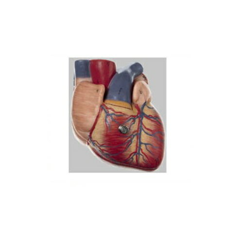 心臓模型 高さ12×幅9×奥行7cm 300g HS2 ソムソ