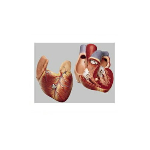 心臓模型 高さ22×幅13×奥行12cm 400g HS3 ソムソ