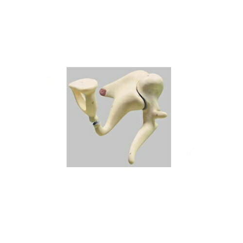 耳小骨模型 高さ20×幅13×奥行16cm 300g DS18 ソムソ