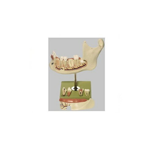 18歳青年の下顎模型 高さ34×幅34×奥行18cm 1.6kg ES4/1 ソムソ