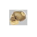 ソムソ,模型,人体模型,骨格模型,解剖模型,考古学模型,頭蓋骨 【商品説明】 ●2分解。 ●発見の場所と日付:フランス、ドルドニュのラ・シャペローサン。1908年 ●発見地層:Djetis岩層 ●年代:更新世の中央上期。およそ4万年から7万年前 ●上側の歯列と下顎は上記のものに適合するよう復元されました。 広告文責：薬局元気爽快本店(03-5207-2699)●本製品はご注文後に生産を行う「受注生産品」となります。お届けには約3~4カ月程頂いております。 それ以上かかる場合もございますので、納期につきましてはお問い合わせ下さいますようお願いいたします。 ・こちらは代引不可商品です。