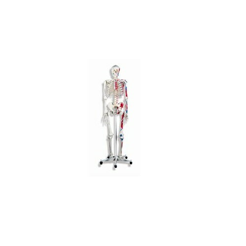 ϷHuman Model ιʥǥ A11 174cm(5ľΩɴޤ) IFA-0710