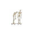 模型Human Model 人体骨格モデル A15 高178cm(5脚直立スタンド含む) IFA-072(4)