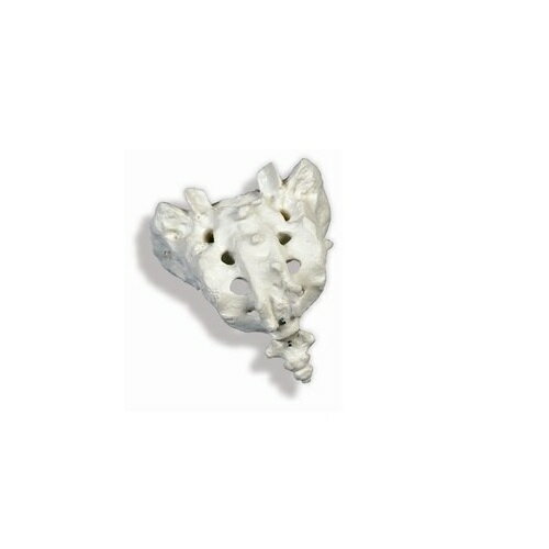 模型Human Model 仙骨と尾骨モデル A70-6 長12cm IFA-706