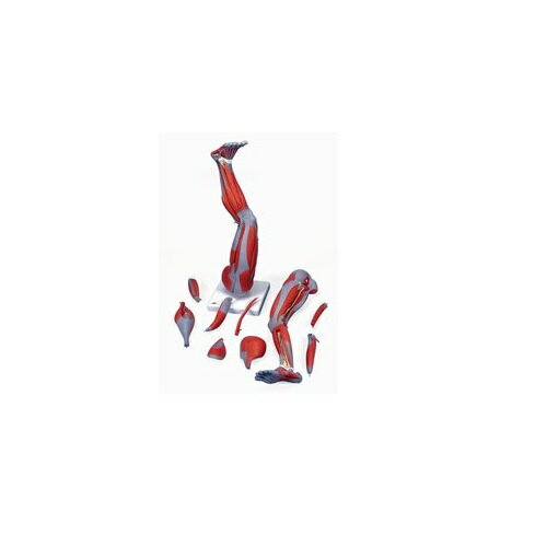 ϷHuman Model ζ9ʬǥ M20 26߱26߹77cm(´ޤ) IFA-2007